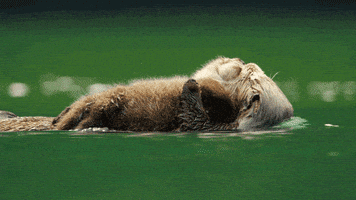 wild animals GIF by PBS
