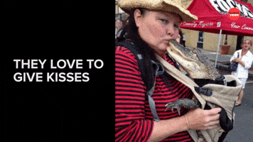 Best Friends Funny Animals GIF by BuzzFeed