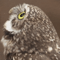 Eyes Wow GIF by San Diego Zoo Wildlife Alliance