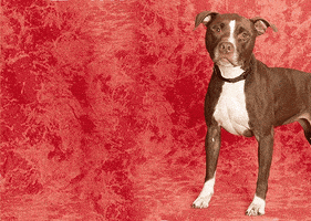 merry christmas cat GIF by Nebraska Humane Society