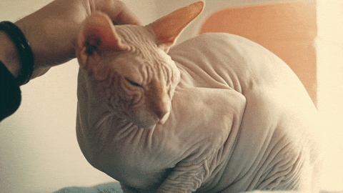 Random cat gif