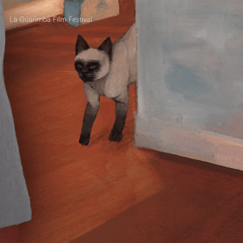 Random cat gif