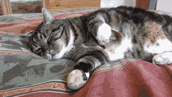 Random cat gif