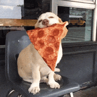 Dog Pizza GIF Dog Pizza GIF