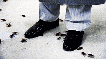 Cockroach Roaches GIF Cockroach Roaches GIF