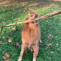 200.gif