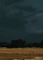 the last lions landscape GIF by Head Like an Orange