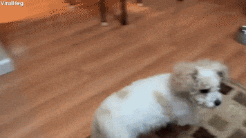Dog GIF by ViralHog