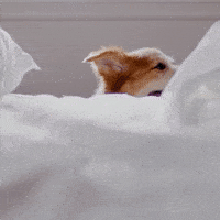 Good Morning Hello GIF by Hill's Pet Nutrition