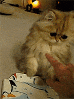 awe GIF