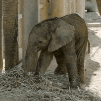 Happy San Diego GIF by San Diego Zoo Wildlife Alliance