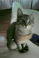 happy birthday cat GIF