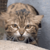 Angry San Diego Zoo GIF by San Diego Zoo Wildlife Alliance