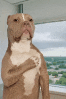 Mans Best Friend Dog GIF