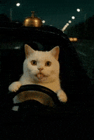 Cat GIF