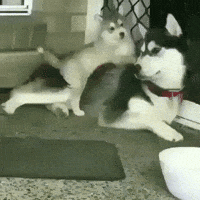 husky dogs GIF husky dogs GIF