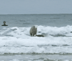 Cat Surf GIF Cat Surf GIF