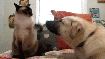 cat dog GIF cat dog GIF