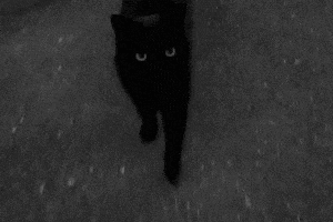 Black Cat GIF Black Cat GIF