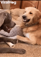 Dog GIF by ViralHog