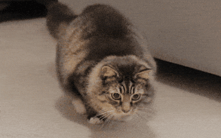 Cat GIF by sheepfilms Cat GIF by sheepfilms