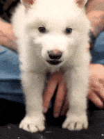 Dire Wolf Yes GIF by Colossal