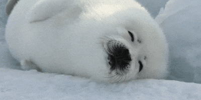 Seal GIF Seal GIF