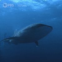 Pbs Nature Ocean GIF by Nature on PBS Pbs Nature Ocean GIF by Nature on PBS