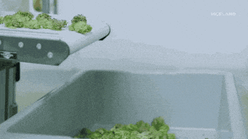 viceland GIF by WEEDIQUETTE