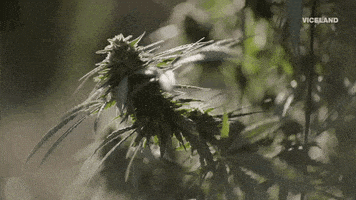 viceland GIF by WEEDIQUETTE