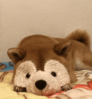 Shiba Inu Animation GIF