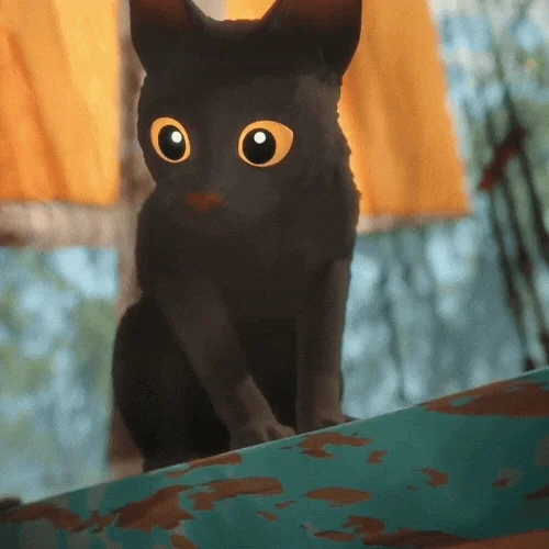 Shocked Cat GIF