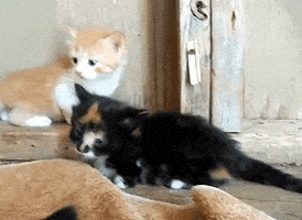 cat GIF