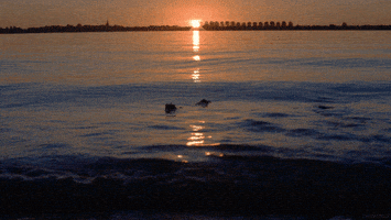 water sunset GIF by Living Stills
