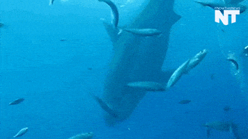 great white shark news GIF by NowThis 