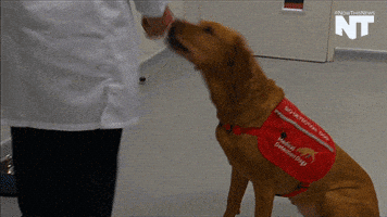 breaking news dog GIF by NowThis 