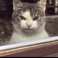Cat Meme GIF