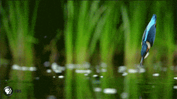 Pbs Nature Birds GIF by Nature on PBS
