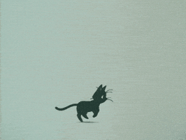 cat gif GIF