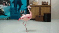 Flamingo Continues GIF
