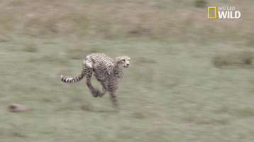 african cats big cat week GIF by Nat Geo Wild 