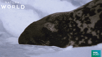 funny face seal GIF by BBC Earth