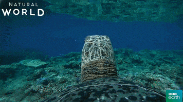 puerto rico turtle GIF by BBC Earth