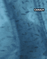Dexter Morgan Surprise GIF by CANAL+