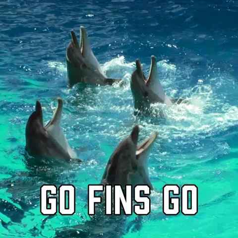 Miami Dolphins Sport GIF