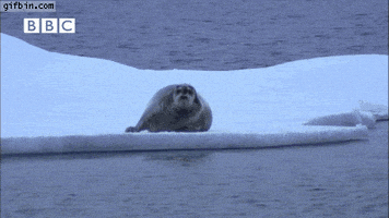 polar bear GIF