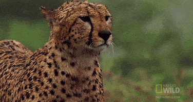 sad nat geo GIF by Nat Geo Wild 