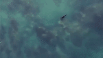 discovery channel swimming GIF by Discovery Europe