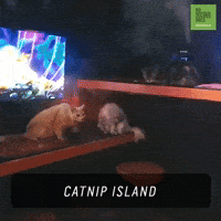 Cats Kitties GIF by 60 Second Docs