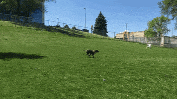 happy dog GIF by Nebraska Humane Society 